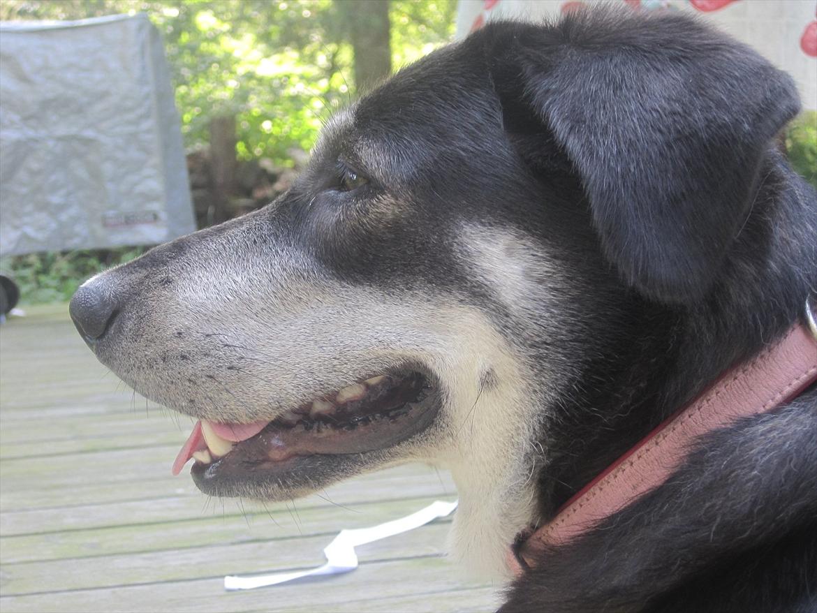 Blanding af racer Nuka billede 2