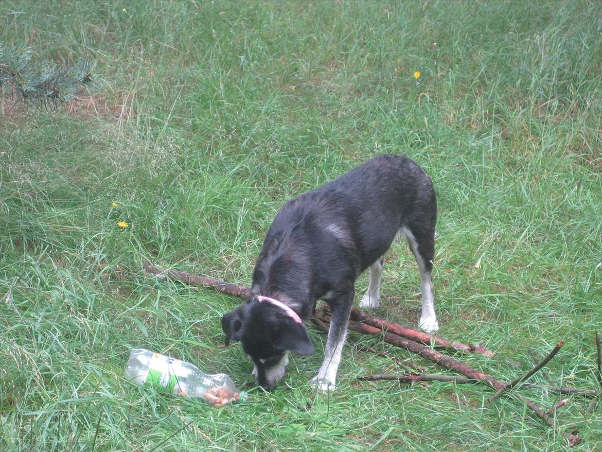 Blanding af racer Nuka billede 3