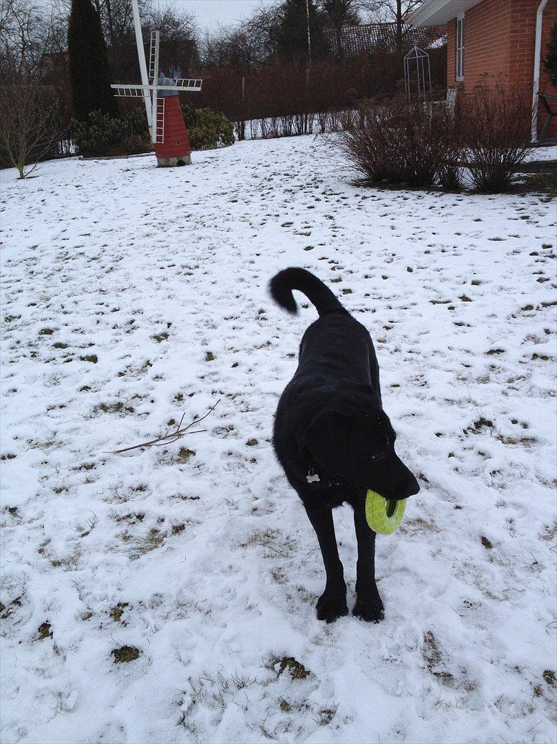 Labrador retriever Baloo billede 11