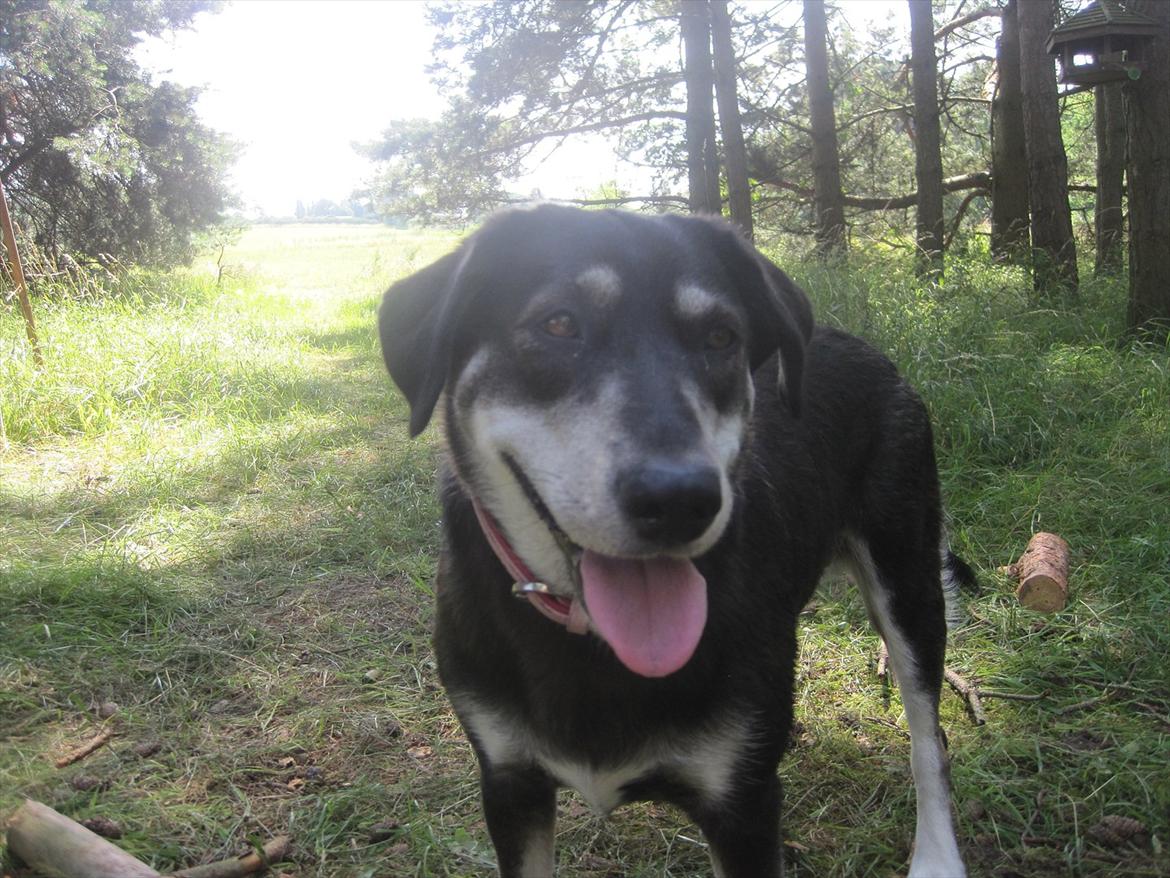 Blanding af racer Nuka billede 4