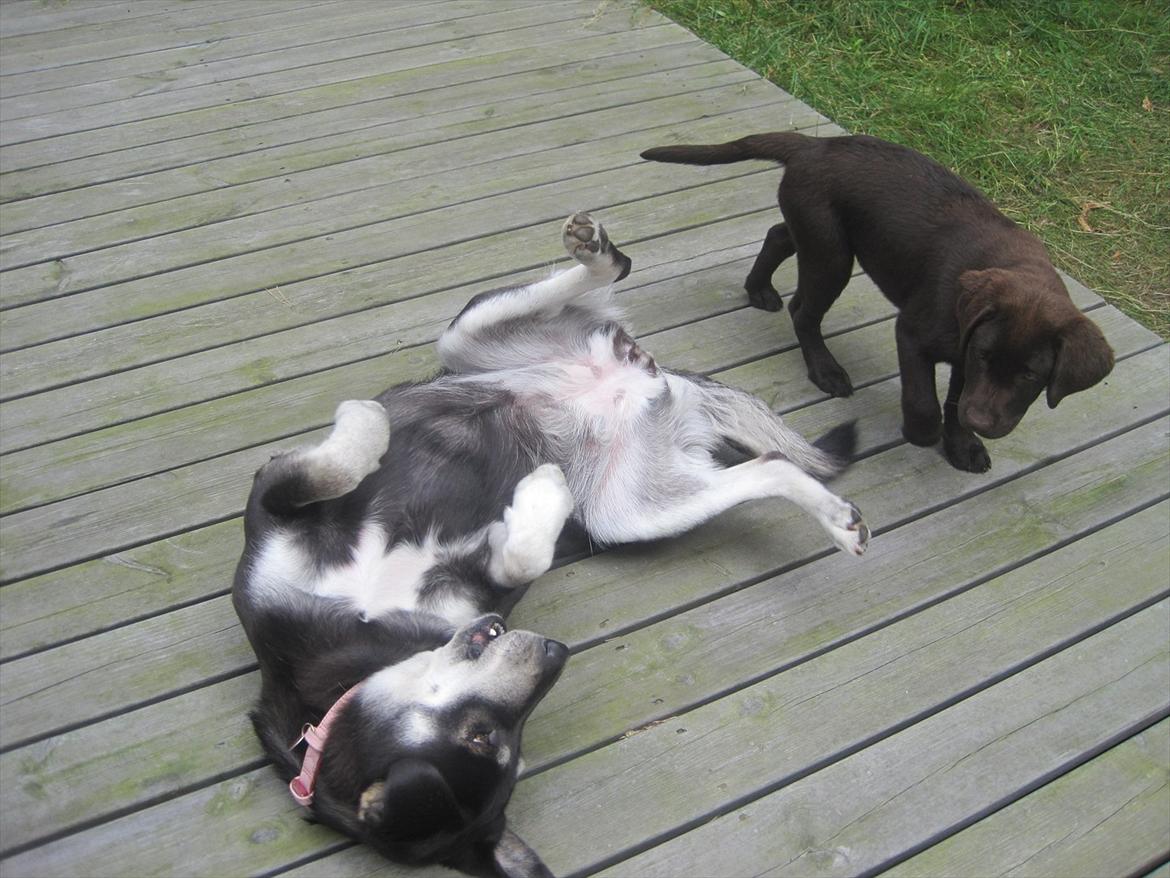 Blanding af racer Nuka billede 5