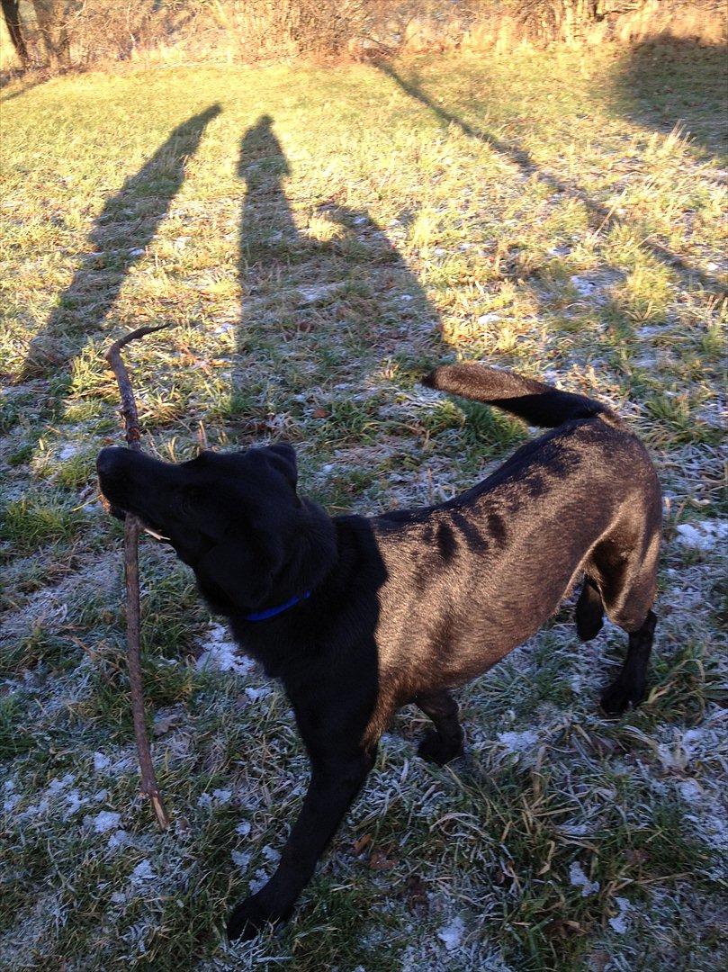 Labrador retriever Baloo - se hvor dygtig jeg er har hentet pind billede 12