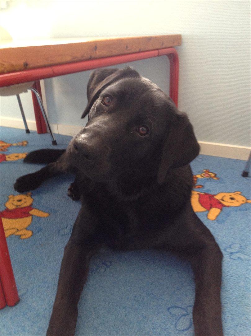 Labrador retriever Baloo - nuuurh billede 13