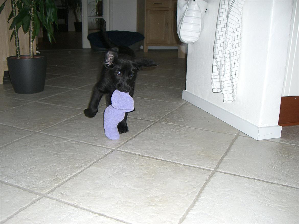 Labrador retriever Baloo - som lille legesyg hvalp billede 14