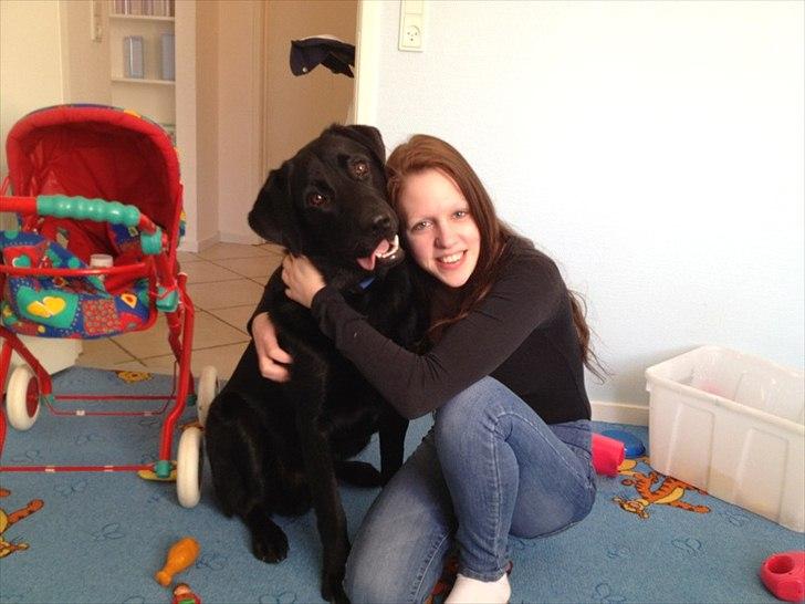 Labrador retriever Baloo billede 15