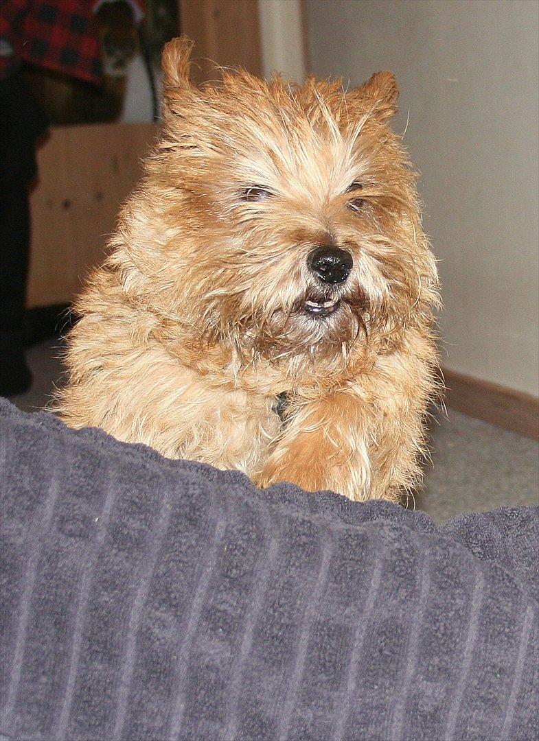 Cairn terrier Terri - 19. 55 cm. :-D billede 19