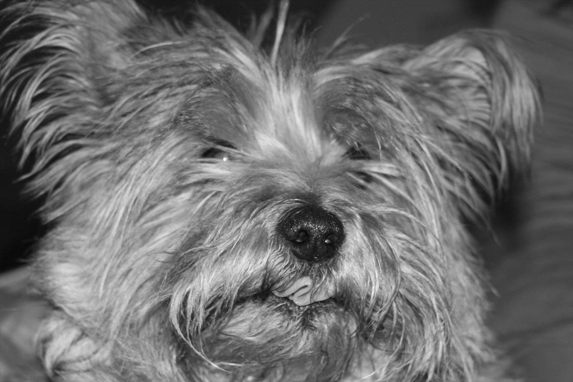 Cairn terrier Terri - 20. billede 20