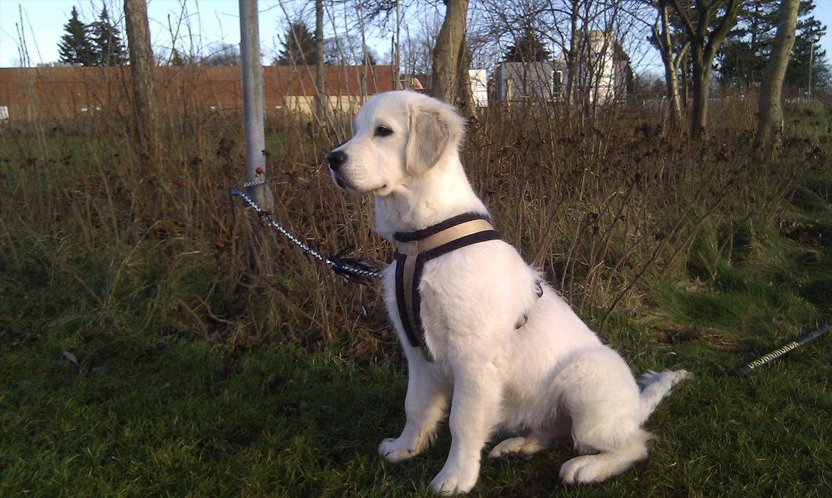 Golden retriever Bobo - SMUK :O) billede 3