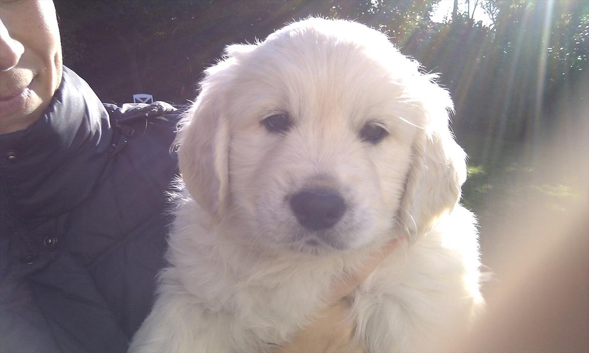 Golden retriever Bobo - Bobo 7 uger gammel billede 4
