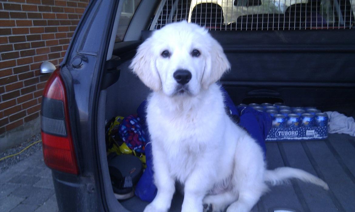 Golden retriever Bobo - Sååååå nuser. billede 6