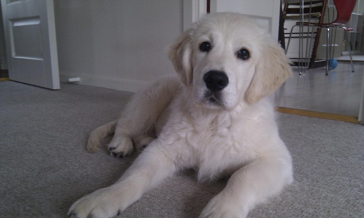 Golden retriever Bobo billede 8