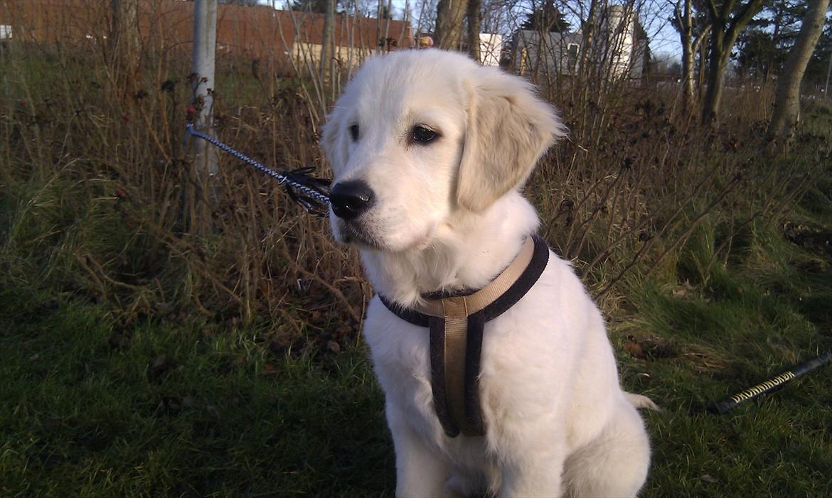 Golden retriever Bobo billede 13