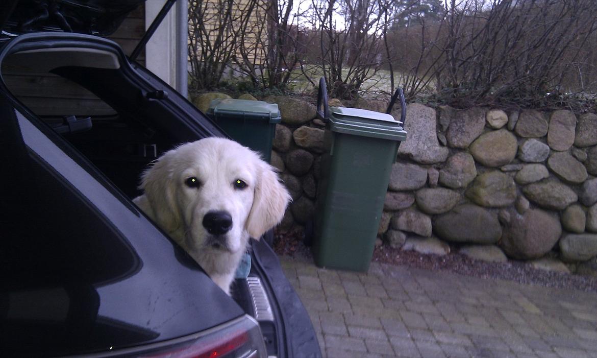 Golden retriever Bobo - "Kuk kuk". billede 14