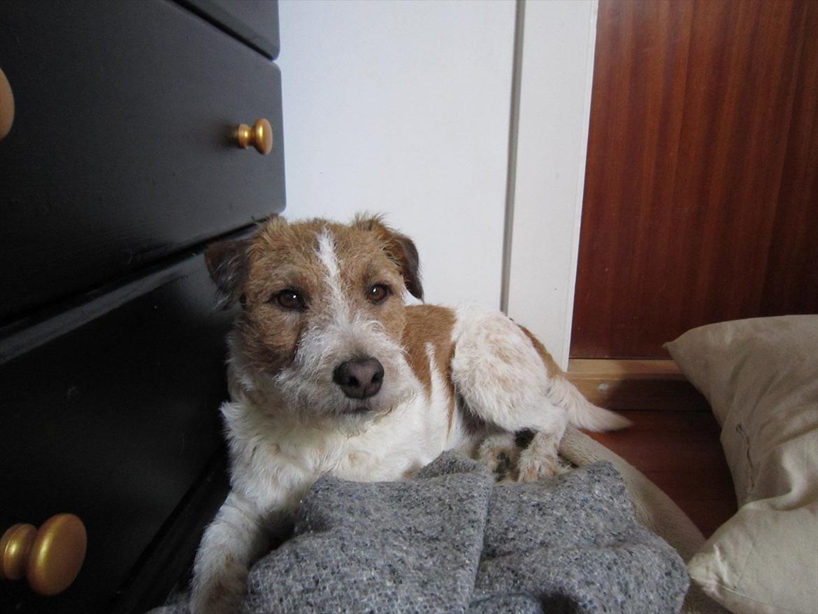 Parson russell terrier Albert *Anton* billede 3