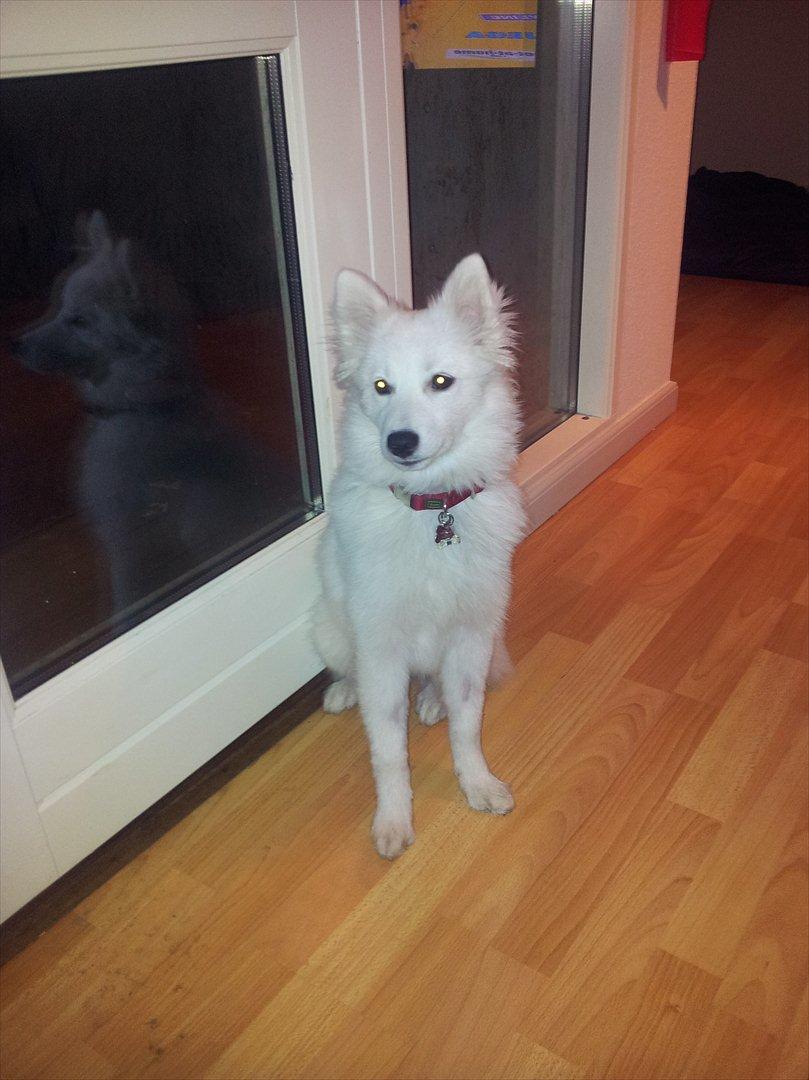 Japansk spids Chili billede 1