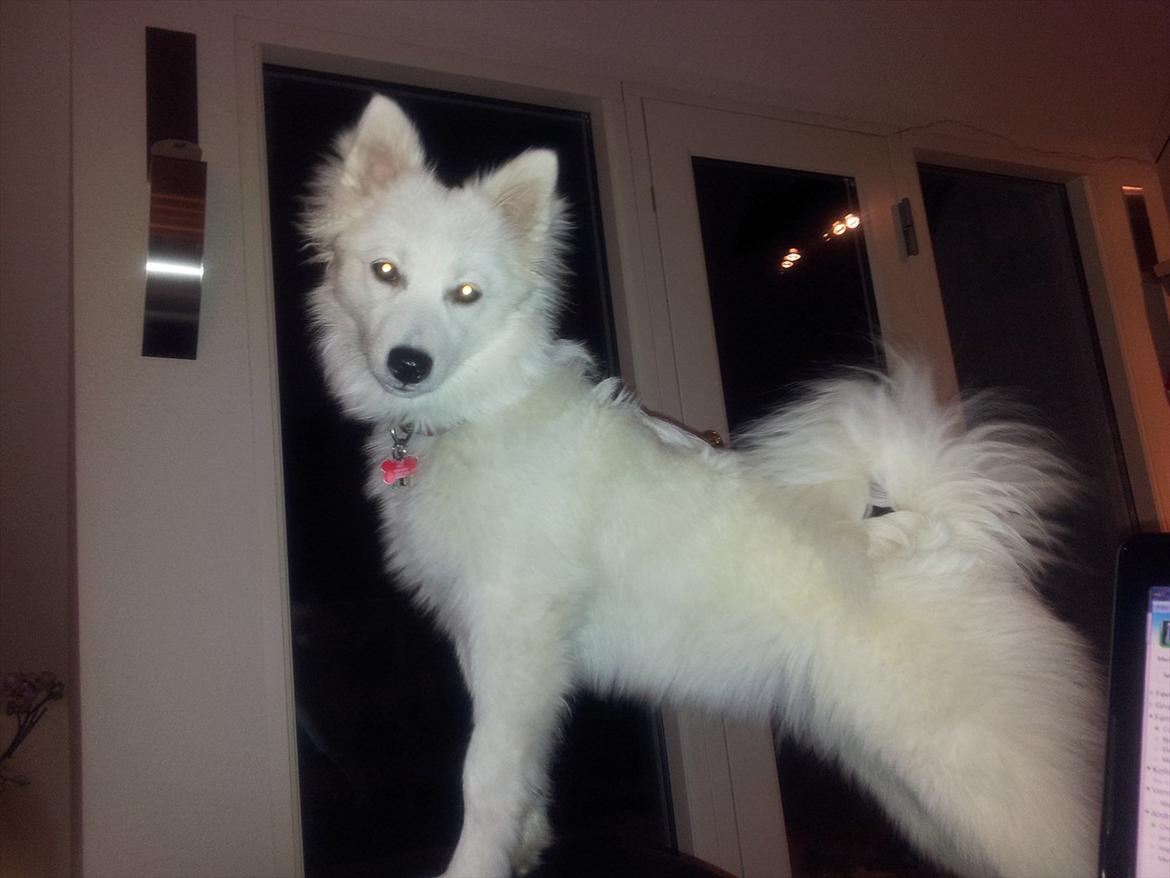 Japansk spids Chili billede 2