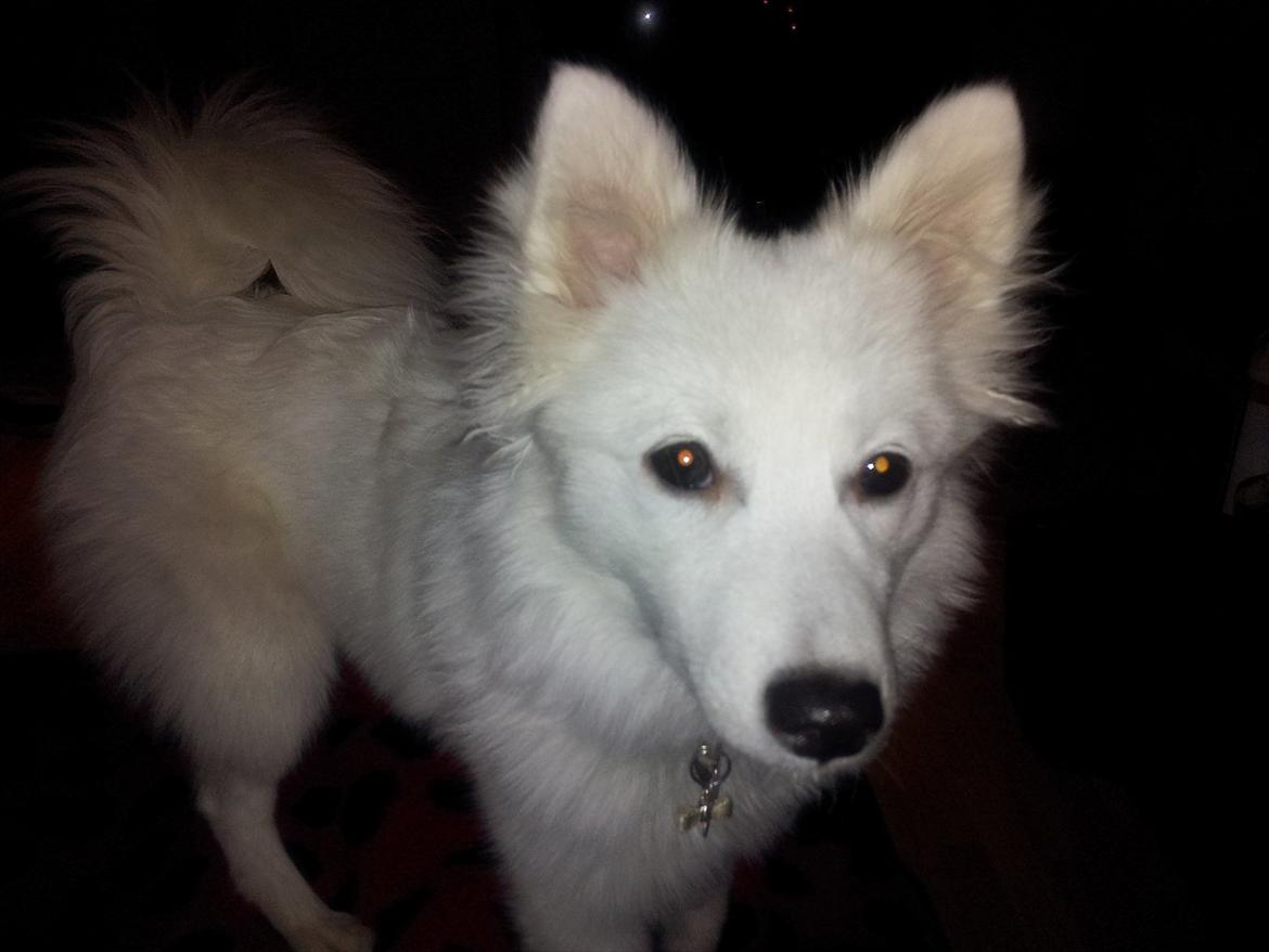 Japansk spids Chili billede 3