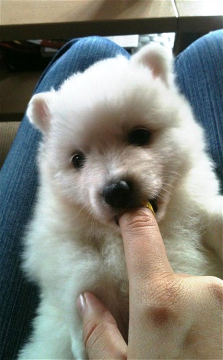 Japansk spids Chili billede 4