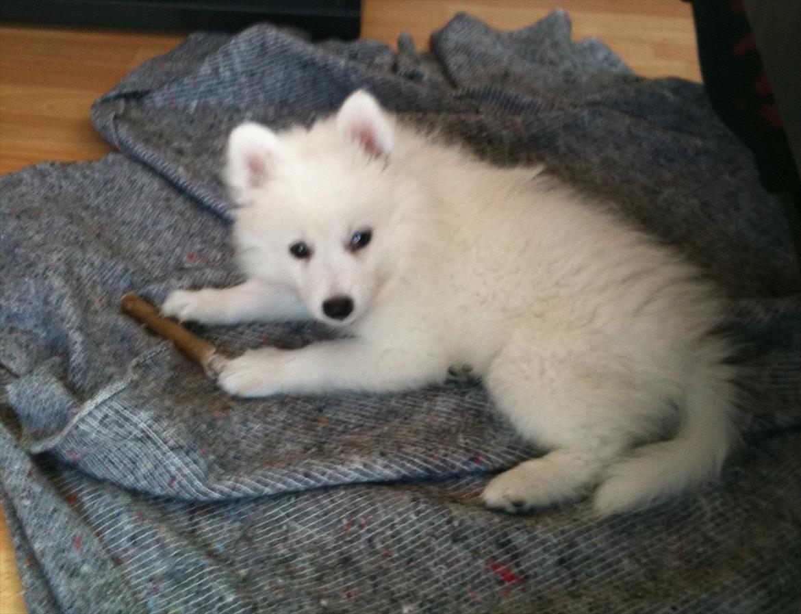 Japansk spids Chili billede 5