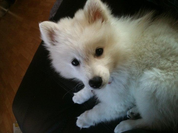 Japansk spids Chili billede 6