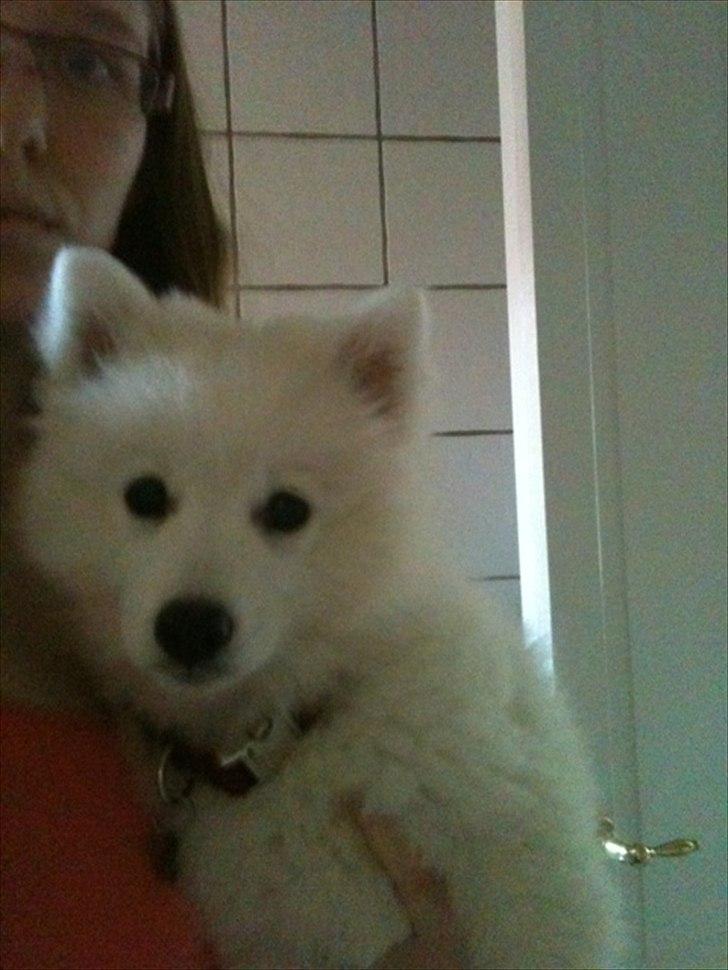 Japansk spids Chili billede 7