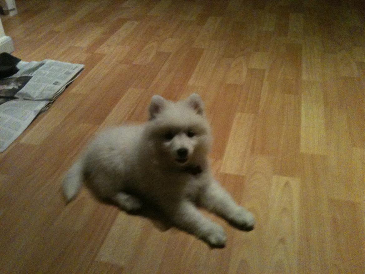 Japansk spids Chili billede 8