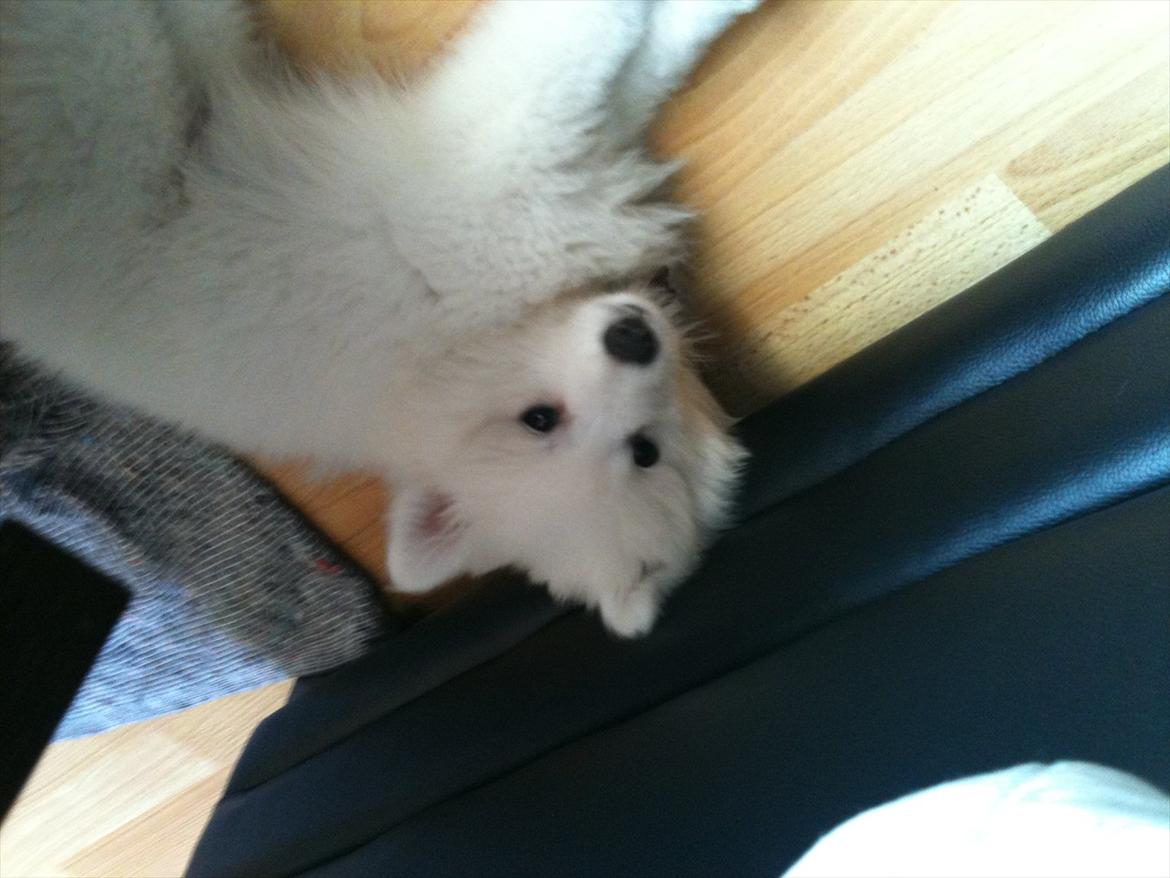 Japansk spids Chili billede 9