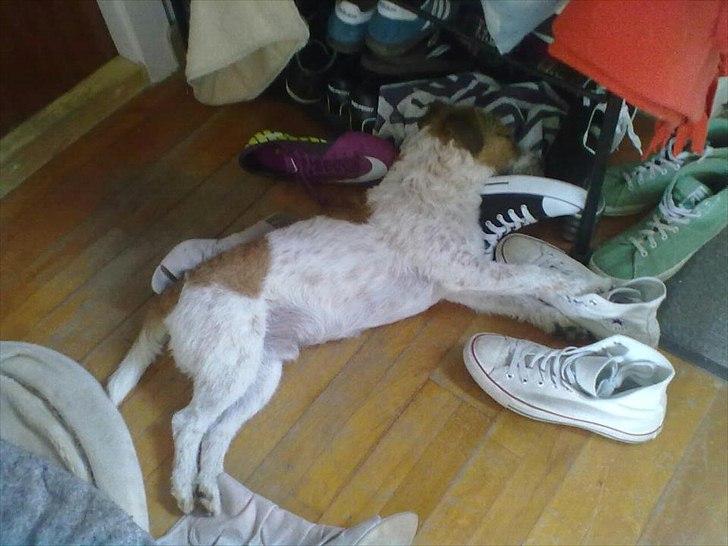 Parson russell terrier Albert *Anton* billede 4