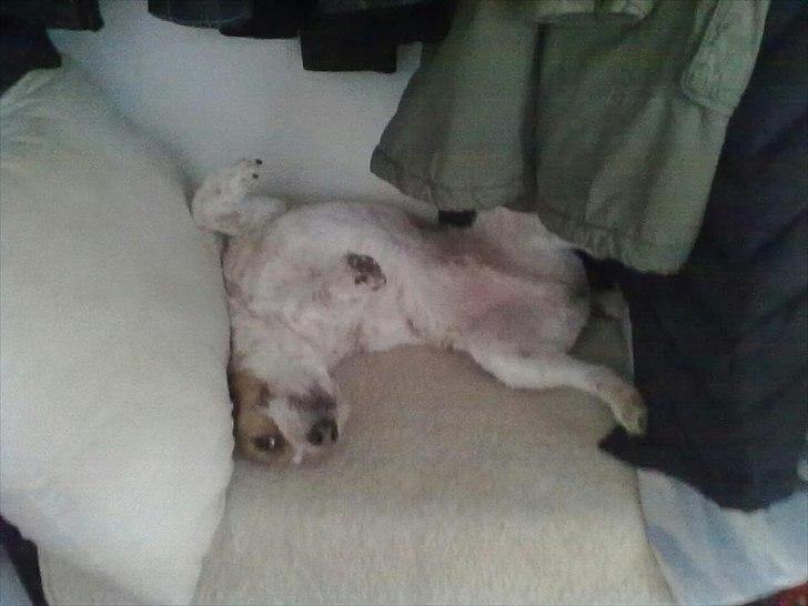 Parson russell terrier Albert *Anton* billede 5