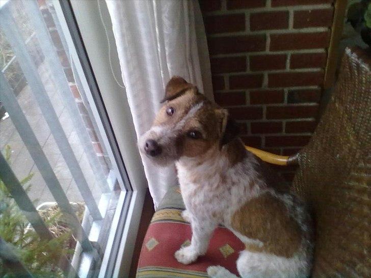 Parson russell terrier Albert *Anton* billede 2