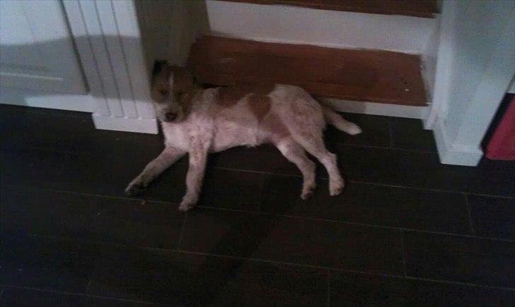 Parson russell terrier Albert *Anton* billede 7