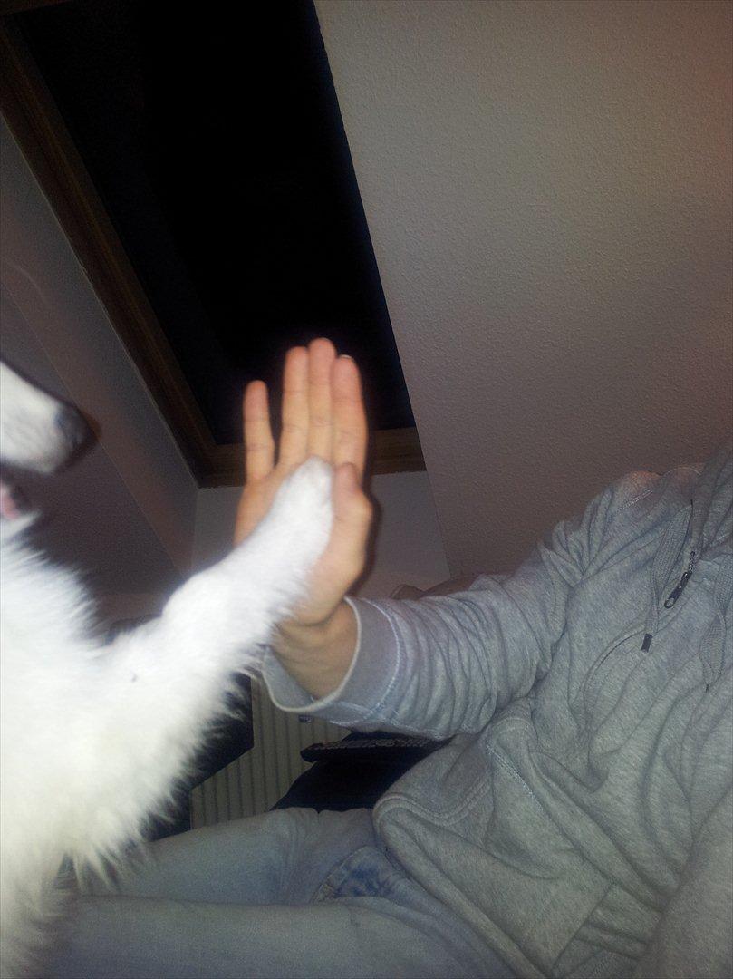 Japansk spids Chili - Highfive billede 10