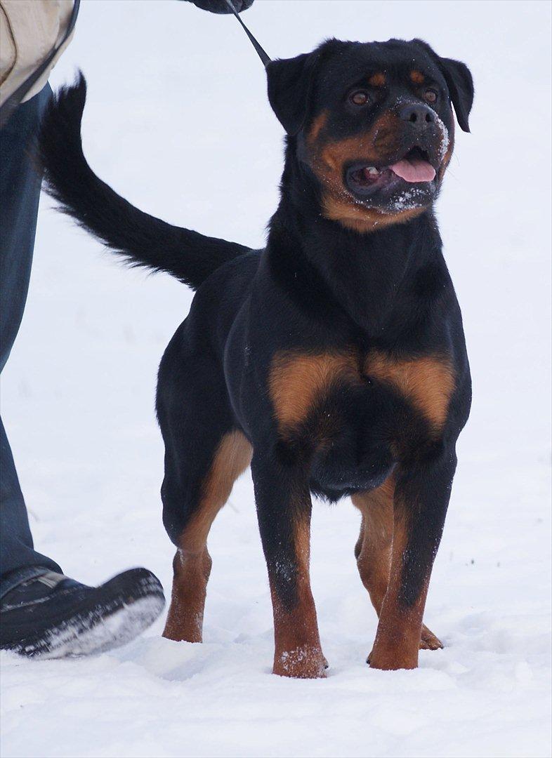 Rottweiler VOM HAUSE WENORRA HONEY billede 16