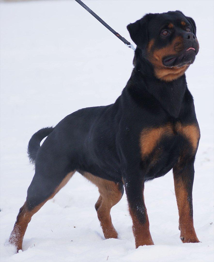 Rottweiler VOM HAUSE WENORRA HONEY billede 17