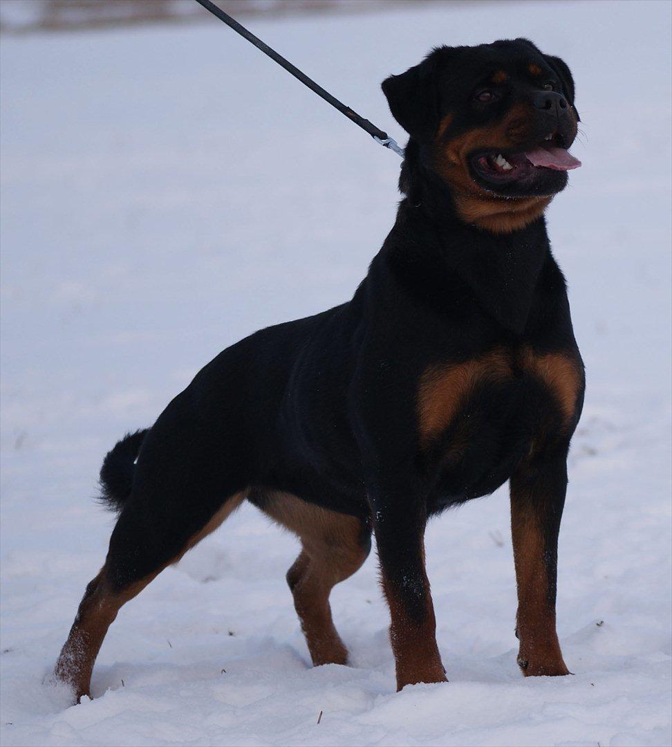 Rottweiler VOM HAUSE WENORRA HONEY billede 18