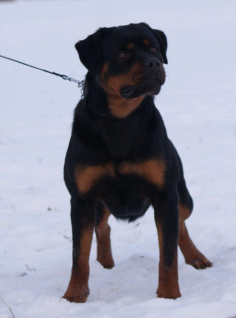 Rottweiler VOM HAUSE WENORRA HONEY billede 19