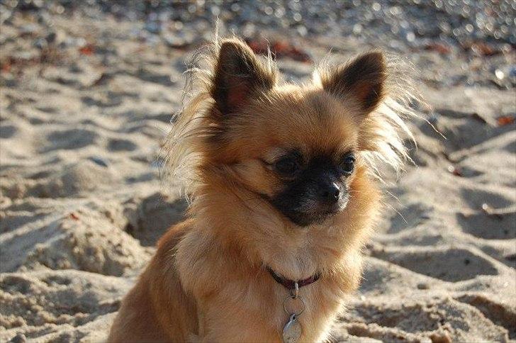 Chihuahua Ida billede 1