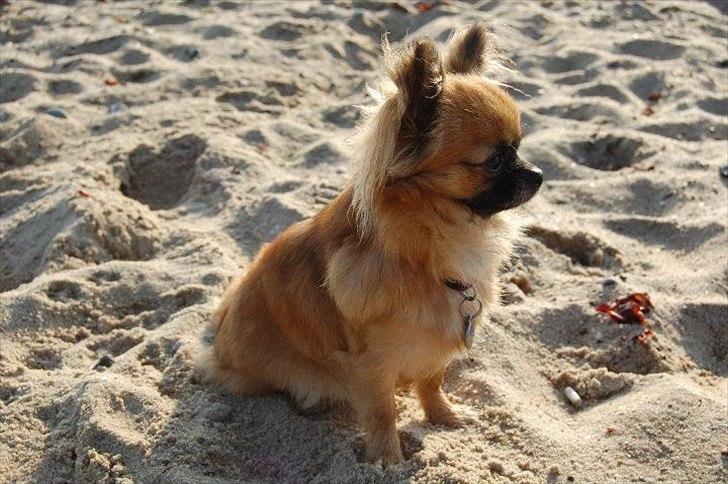 Chihuahua Ida billede 2