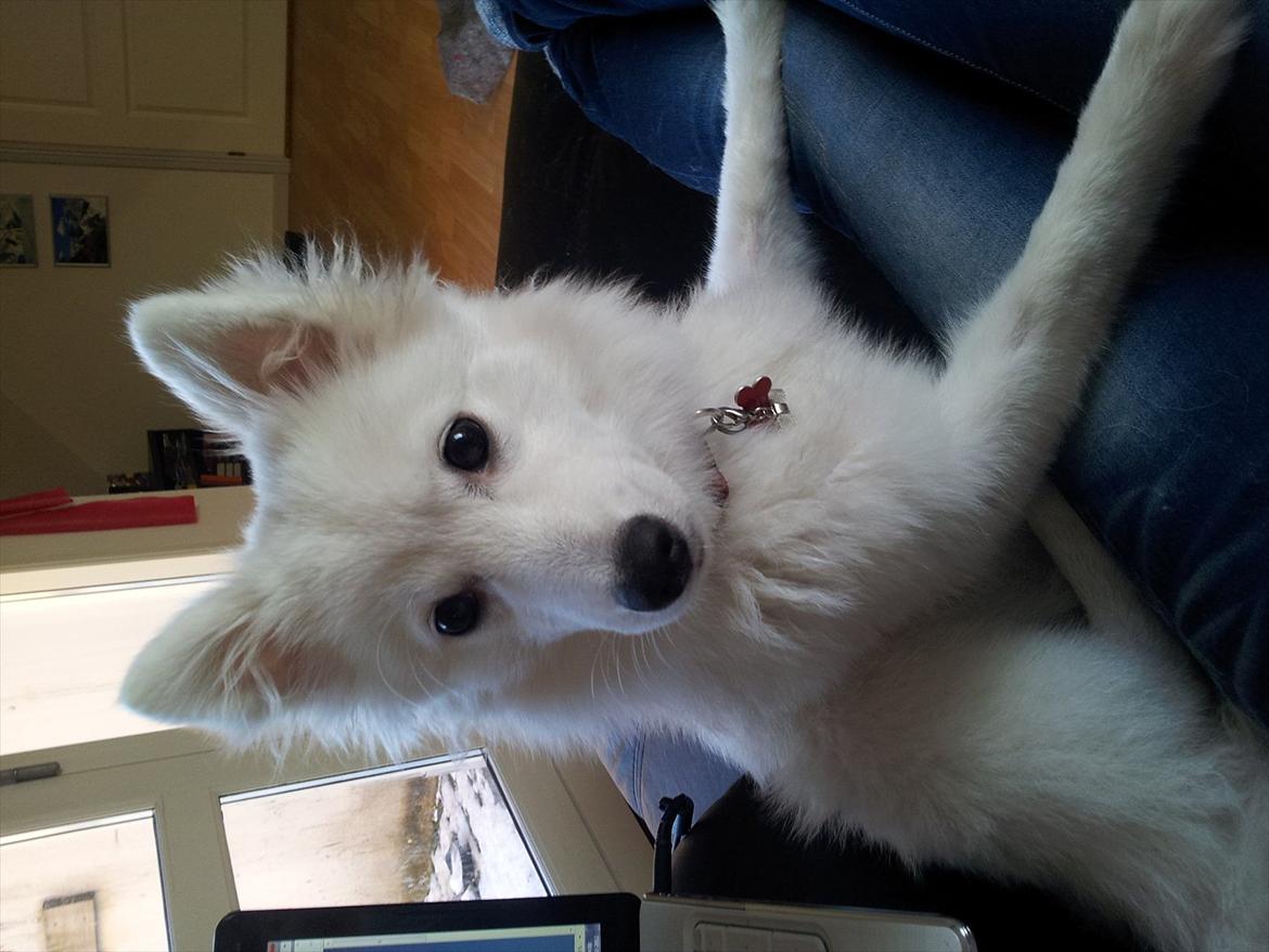 Japansk spids Chili billede 11