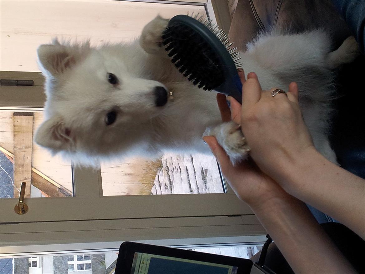 Japansk spids Chili billede 12