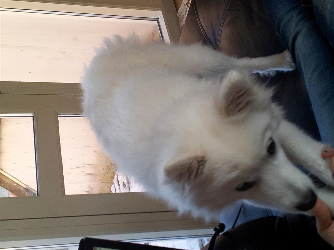 Japansk spids Chili billede 13