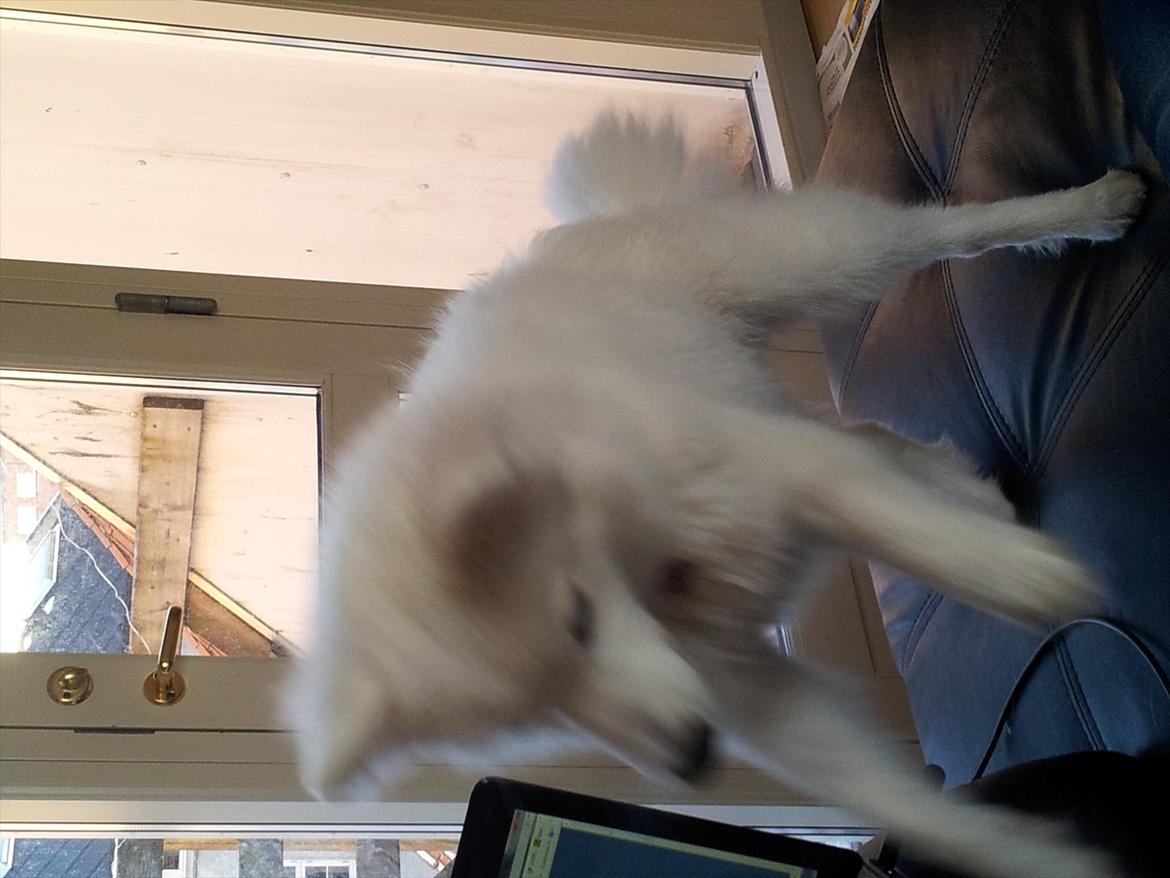 Japansk spids Chili billede 14