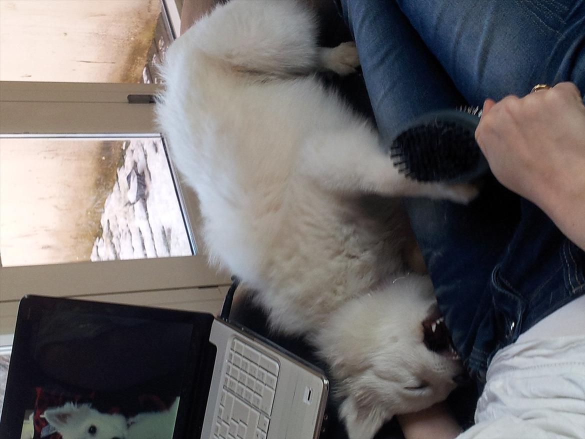 Japansk spids Chili billede 15