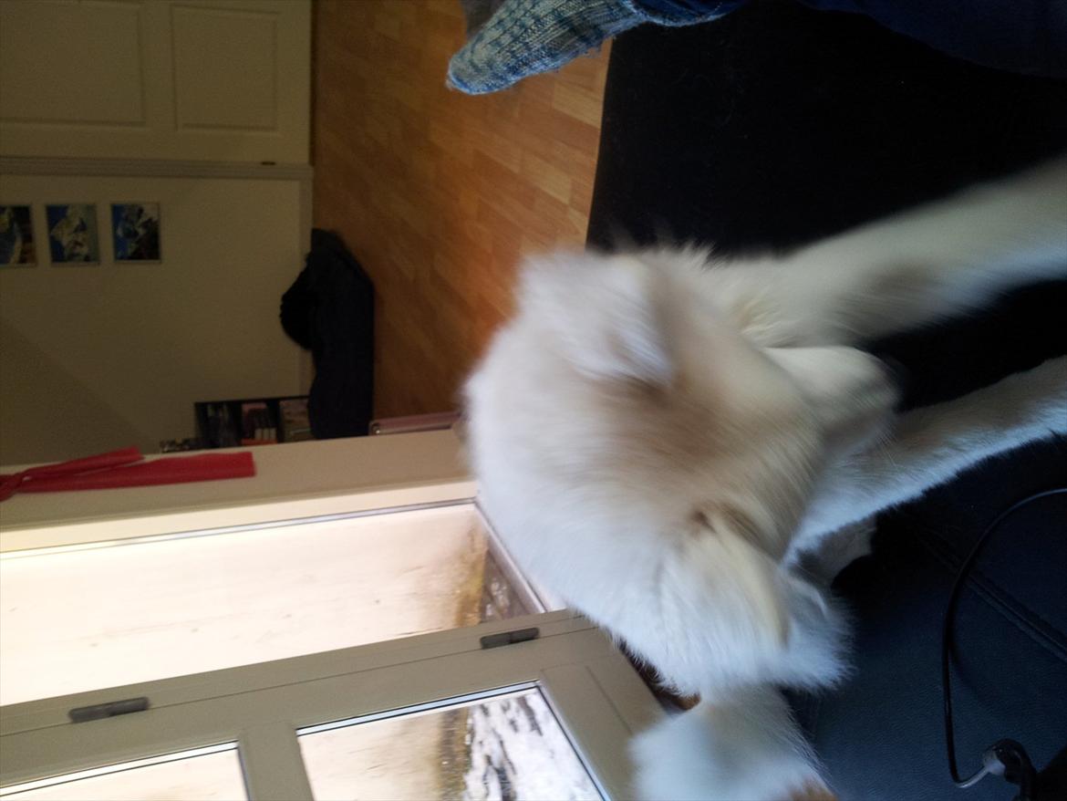 Japansk spids Chili billede 16