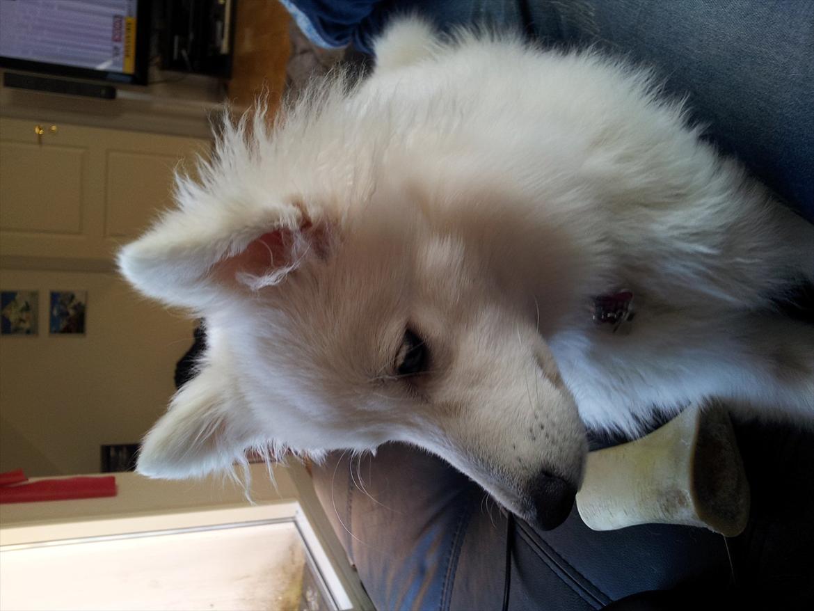 Japansk spids Chili billede 17