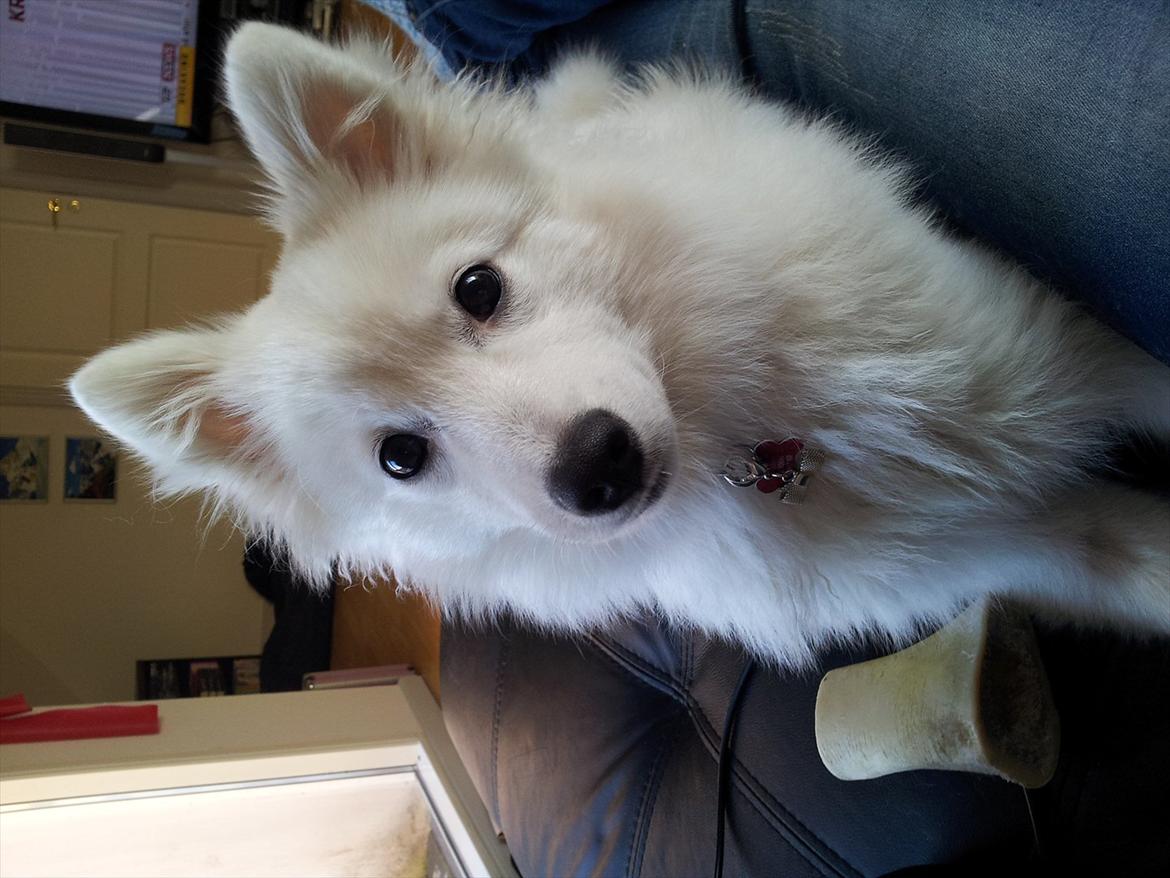 Japansk spids Chili billede 18