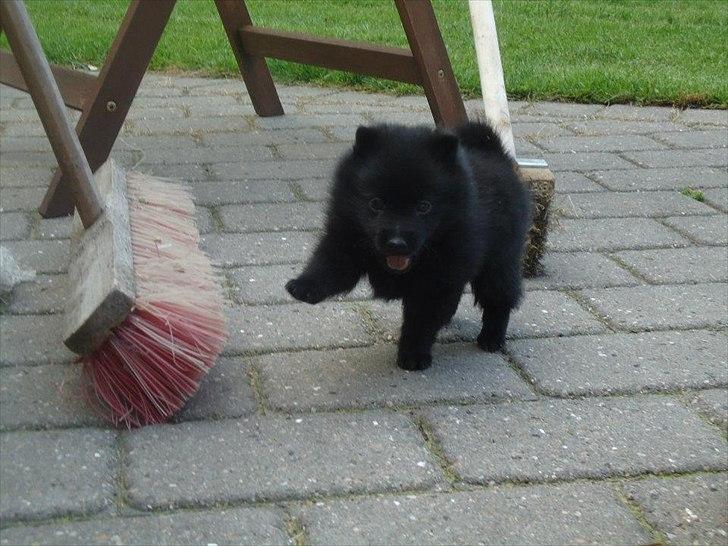 Schipperke Pri-wat Emil (Ludo) - Jeg er lille og kun 6 uger gammel, og rigtig fjollet. Min Nye mor er på besøg og se mig.. Det var hun hver eneste uge, en gang om ugen.. hun er bare sød. jeg leger en masse med hende.  billede 2