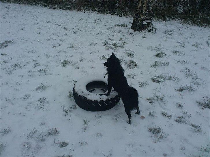 Schipperke Pri-wat Emil (Ludo) - vuf ..... du skal ikke tro du kan skræmme mig.. billede 12