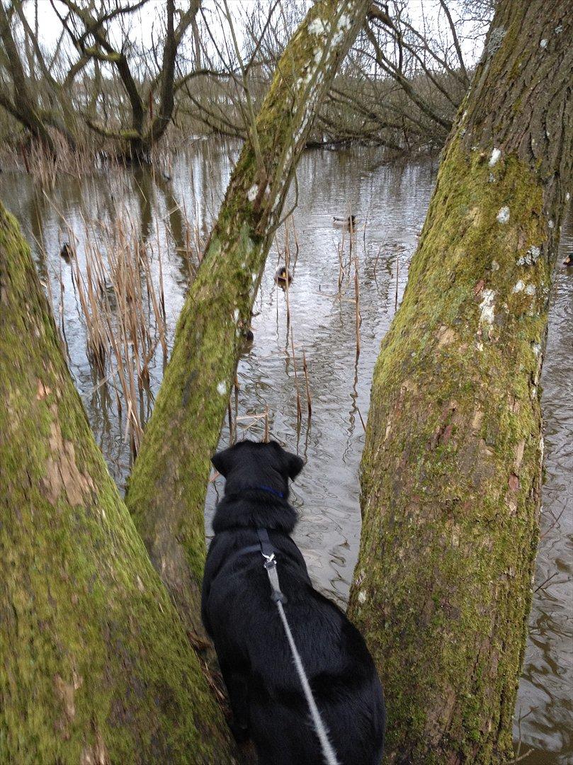 Labrador retriever Baloo billede 16