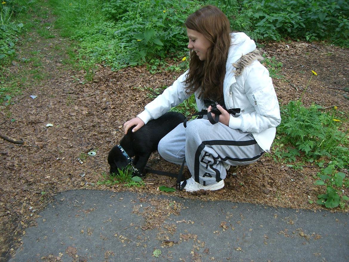 Labrador retriever Baloo - den da vi fik han på vej hjem  billede 17